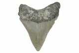 Serrated, Fossil Megalodon Tooth - North Carolina #379151-1